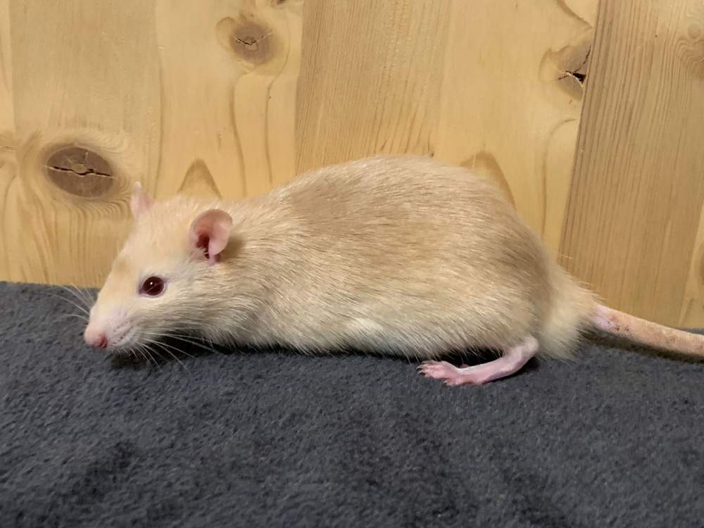 Fancy rat Breeder Rattus norvegicus 