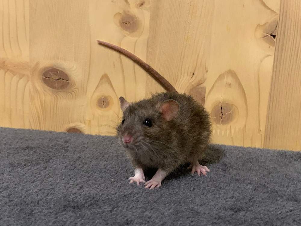 Fancy rat Breeder Rattus norvegicus 
