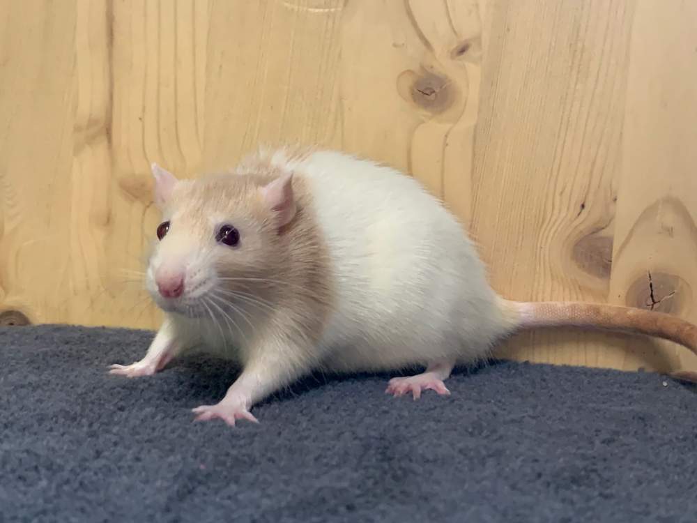 Fancy rat Breeder Rattus norvegicus 