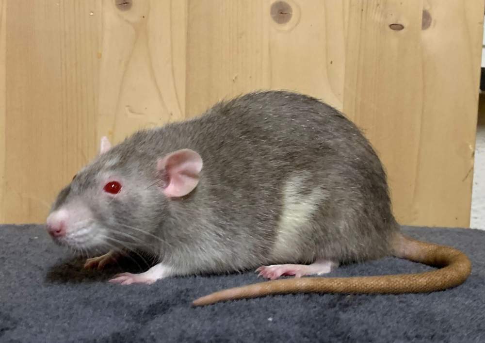Fancy rat Retired Rattus norvegicus 