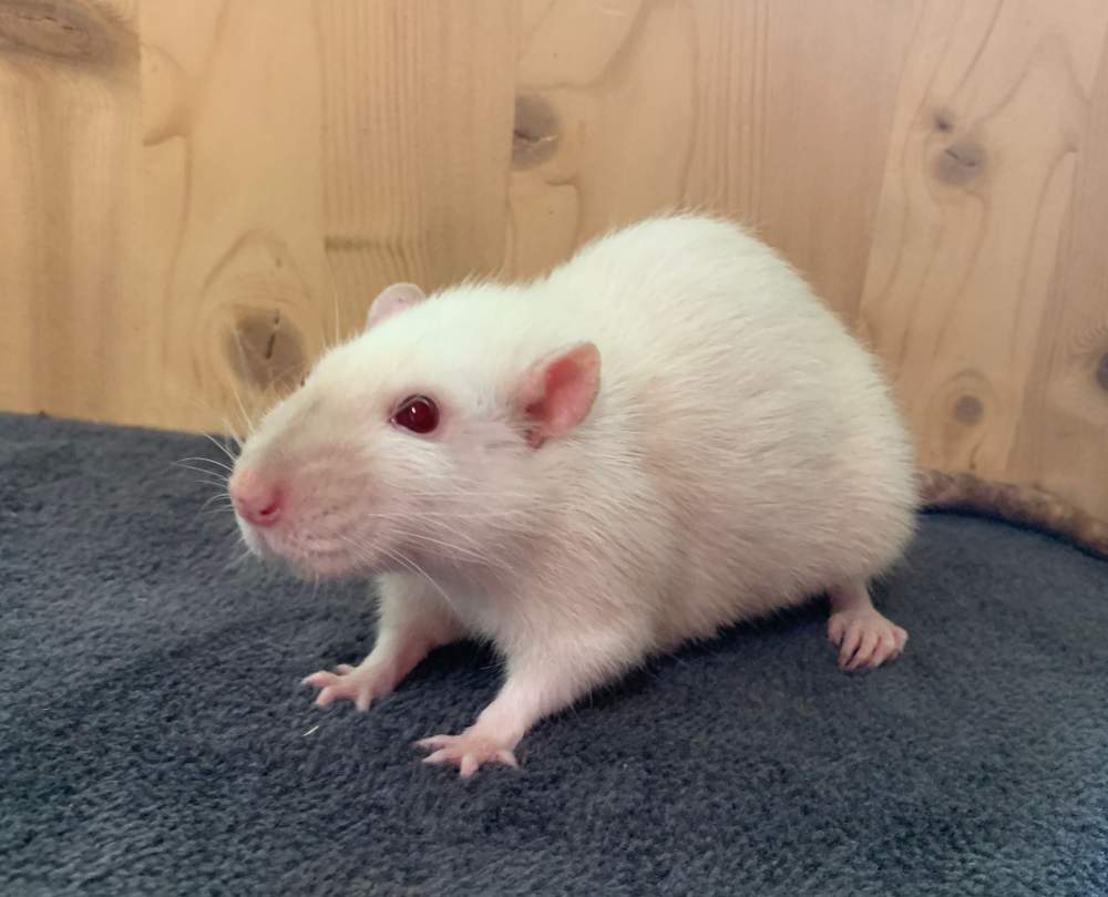 Fancy rat Retired Rattus norvegicus 