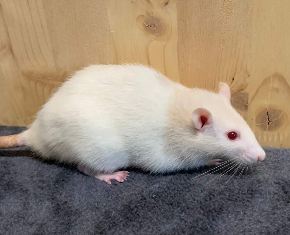 Fancy rat Breeder Rattus norvegicus 