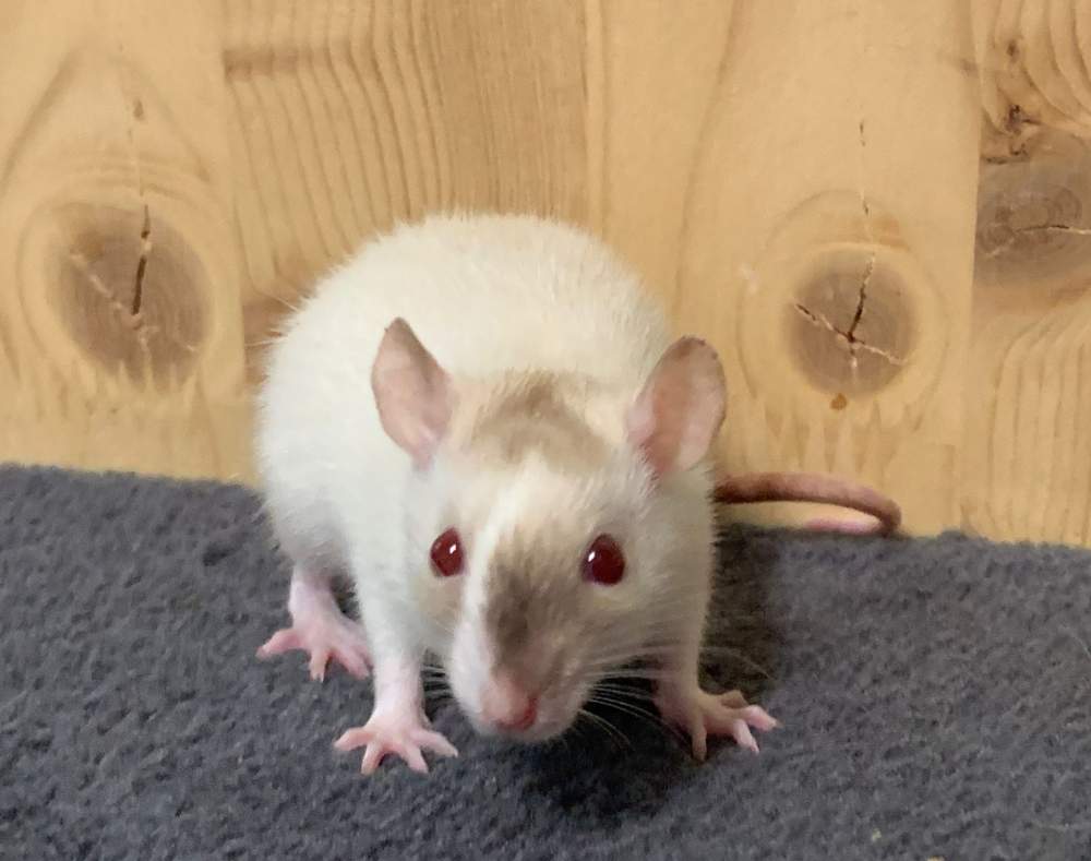 Fancy rat Breeder Rattus norvegicus 