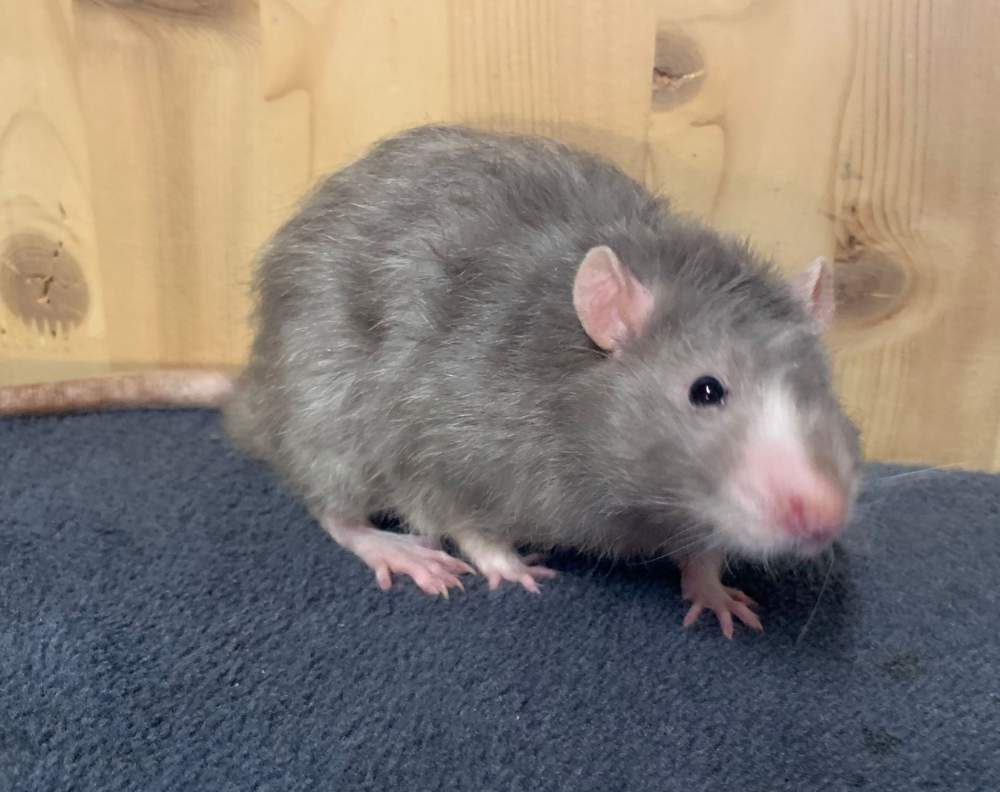 Fancy rat Breeder Rattus norvegicus 