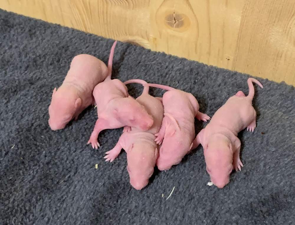 Fancy rat Breeder Rattus norvegicus 