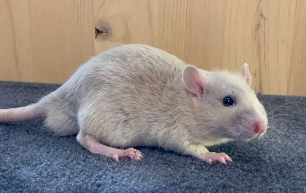 Fancy rat Breeder Rattus norvegicus 