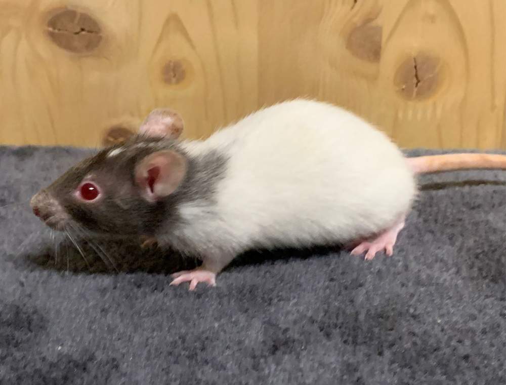 Fancy rat Breeder Rattus norvegicus 