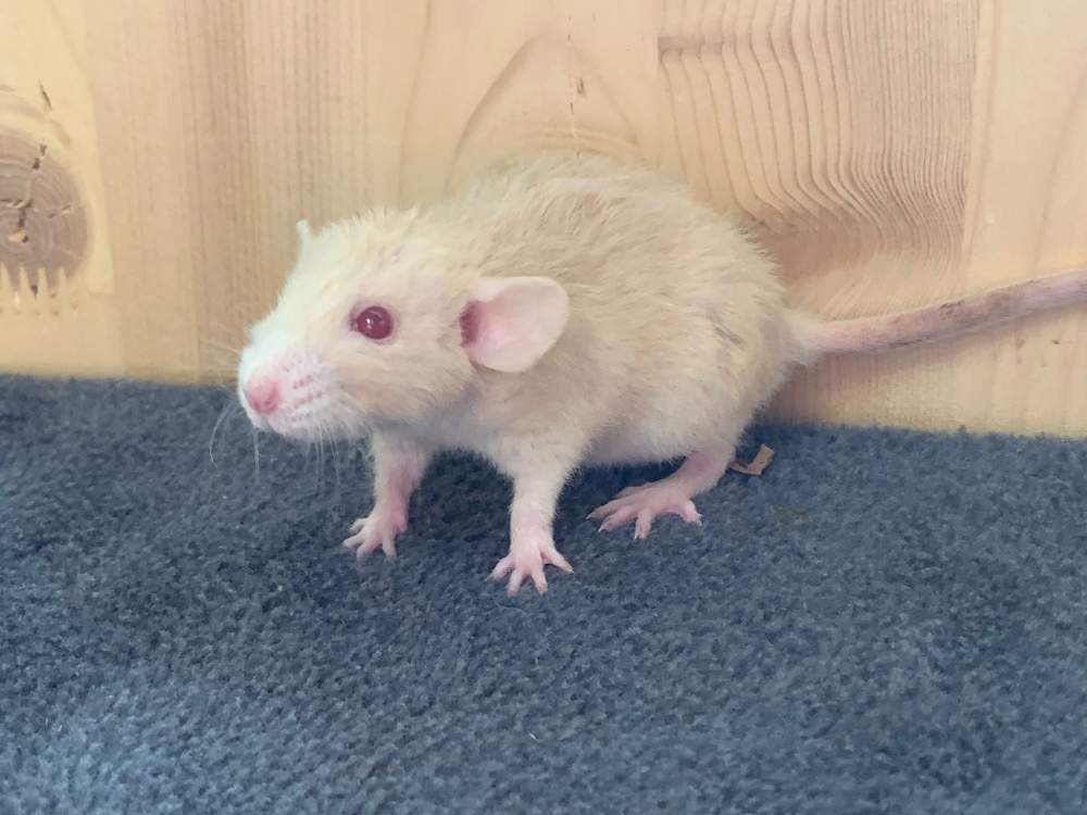 Fancy rat Breeder Rattus norvegicus 