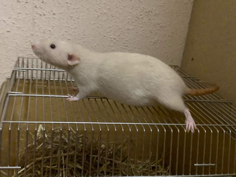 Fancy rat Pet only Rattus norvegicus 