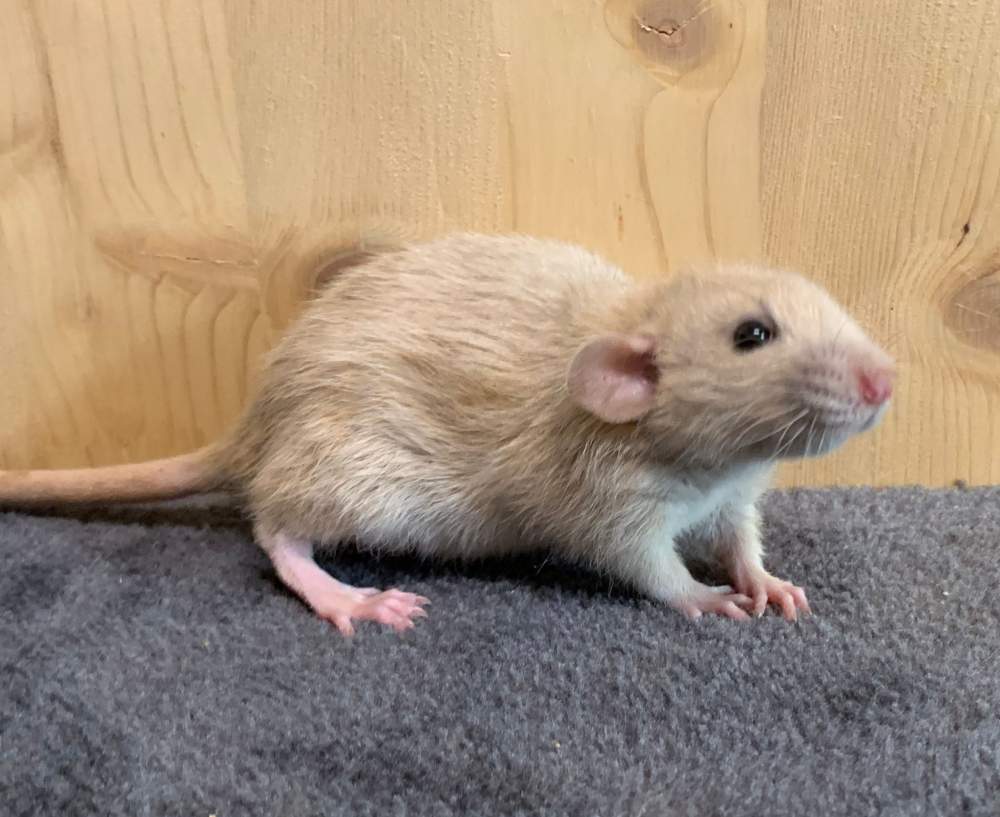 Fancy rat Breeder Rattus norvegicus 