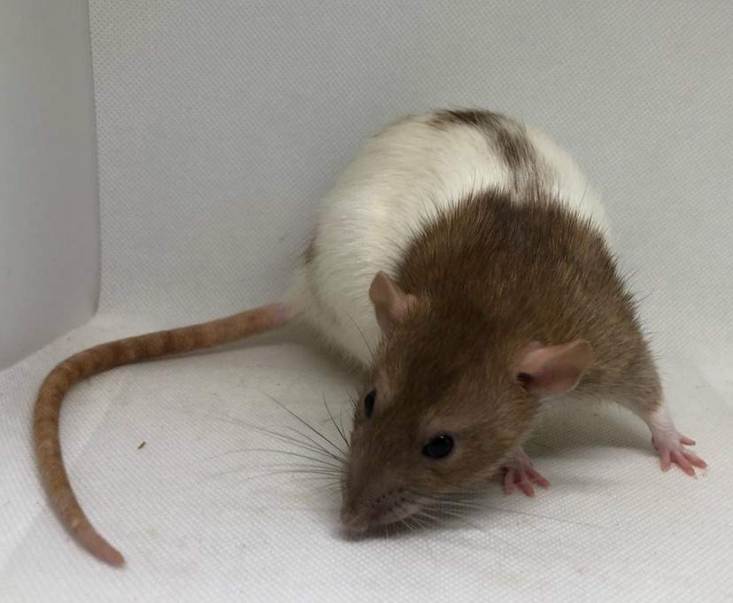 Fancy rat Deceased Rattus norvegicus 