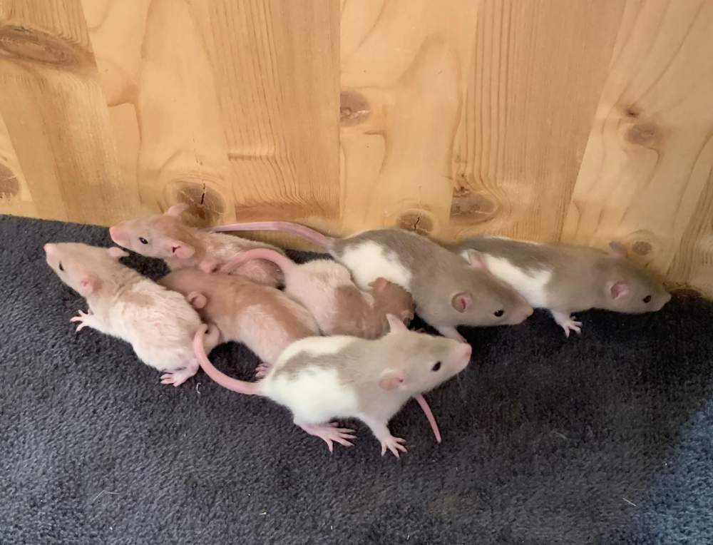 Fancy rat Breeder Rattus norvegicus 