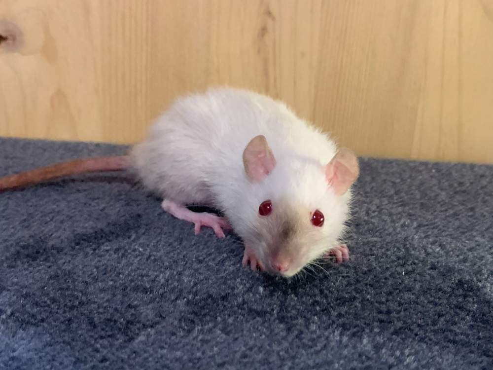 Fancy rat Breeder Rattus norvegicus 