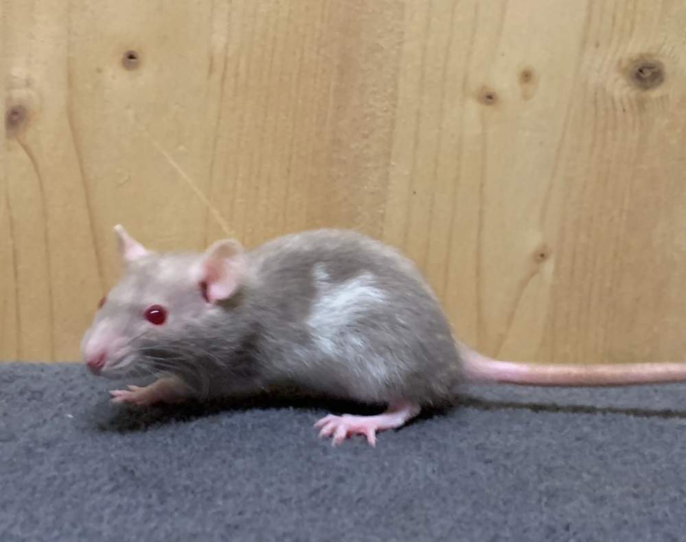 Fancy rat Breeder Rattus norvegicus 