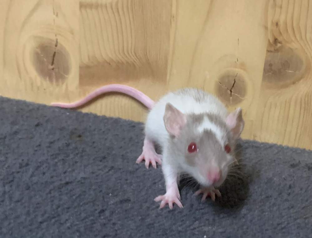 Fancy rat Breeder Rattus norvegicus 