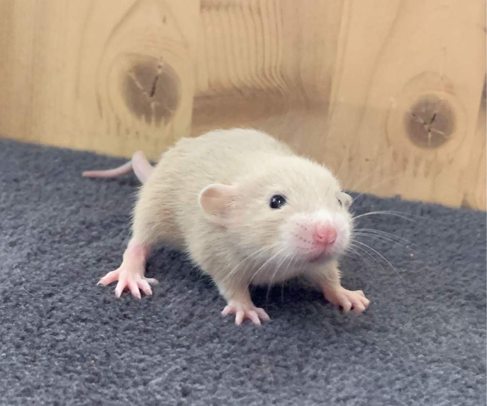 Fancy rat Breeder Rattus norvegicus 