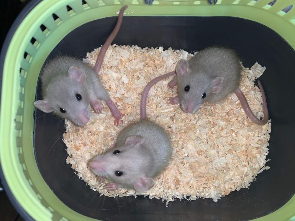 Fancy rat Breeder Rattus norvegicus 