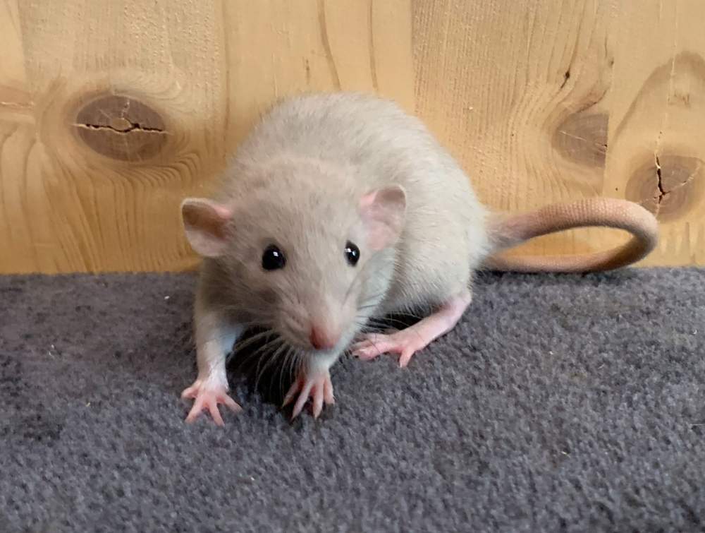 Fancy rat Breeder Rattus norvegicus 