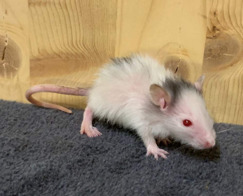 Fancy rat Breeder Rattus norvegicus 