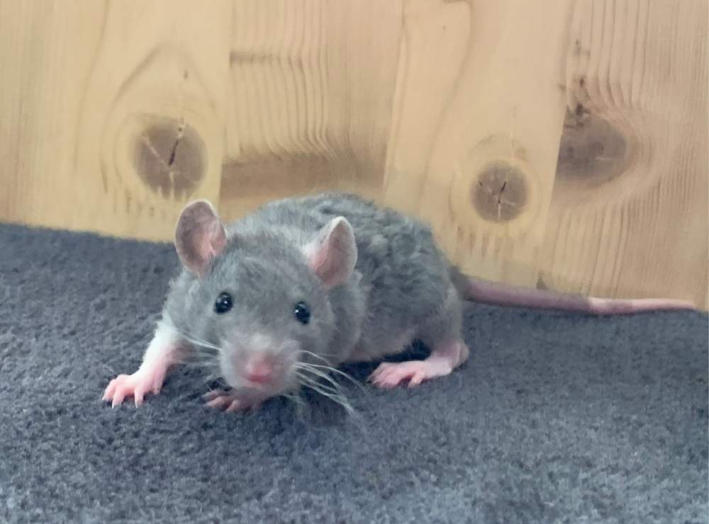 Fancy rat Breeder Rattus norvegicus 