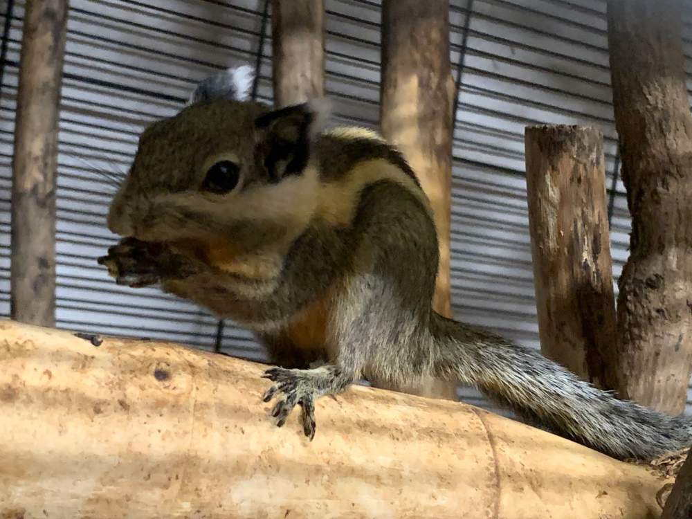 Eastern chipmunk Pet only Tamias sibiricus 