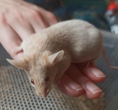 Fancy mouse Breeder Mus musculus 