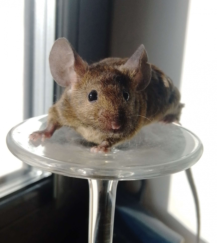 Fancy mouse Rehomed Mus musculus 