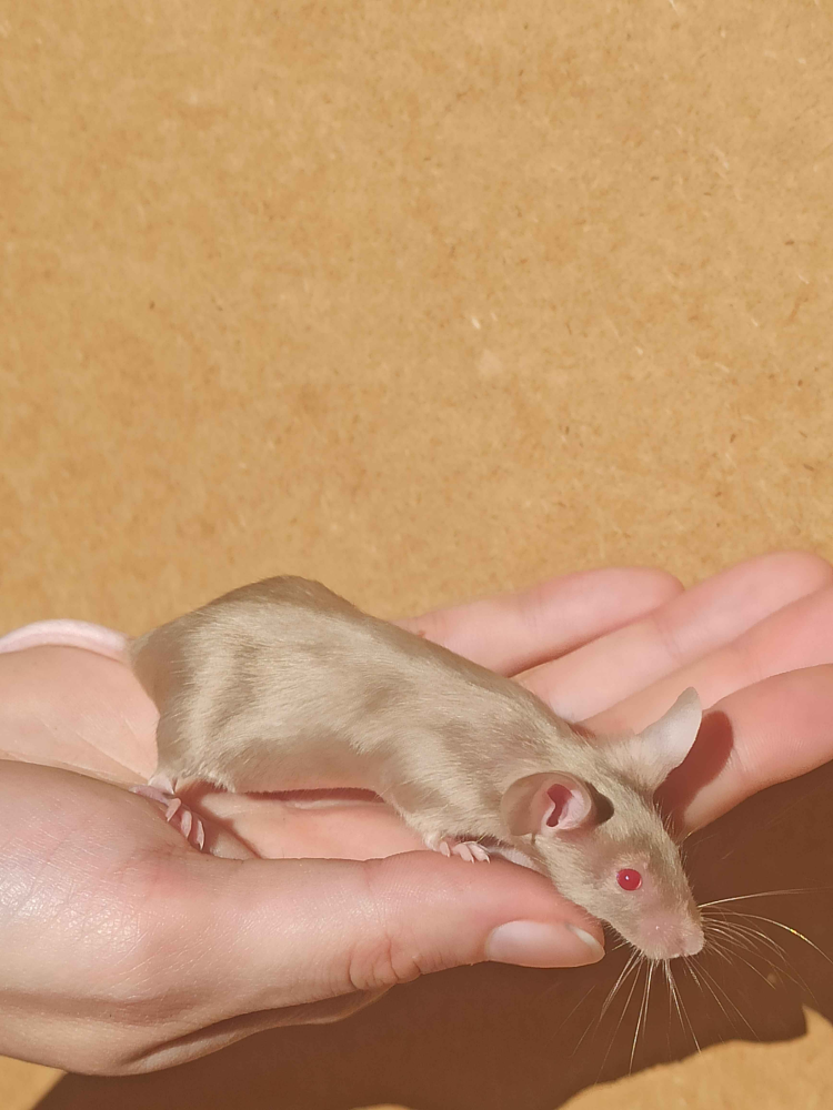 Fancy mouse Breeder Mus musculus 
