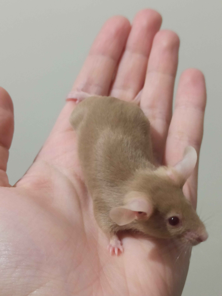 Fancy mouse Breeder Mus musculus 