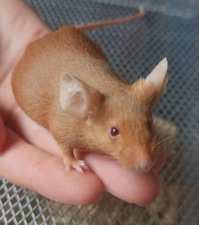 Fancy mouse Breeder Mus musculus 