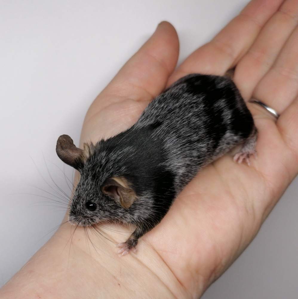 Fancy mouse Breeder Mus musculus 