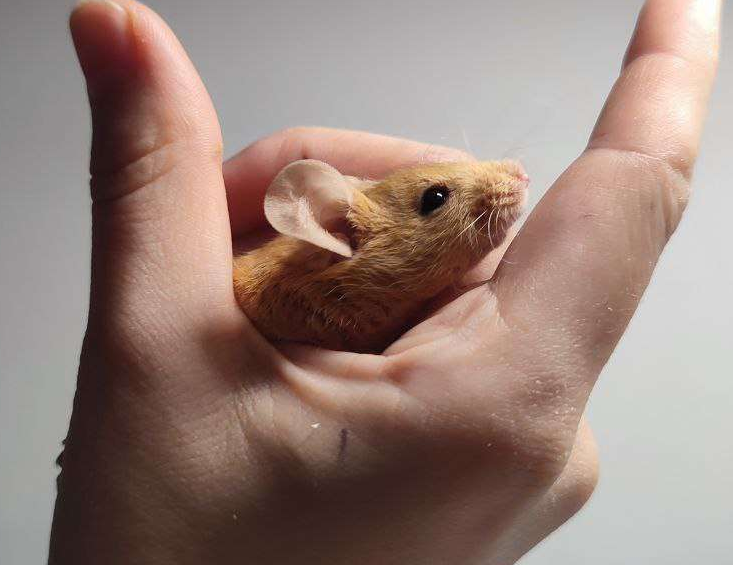 Fancy mouse Rehomed Mus musculus 
