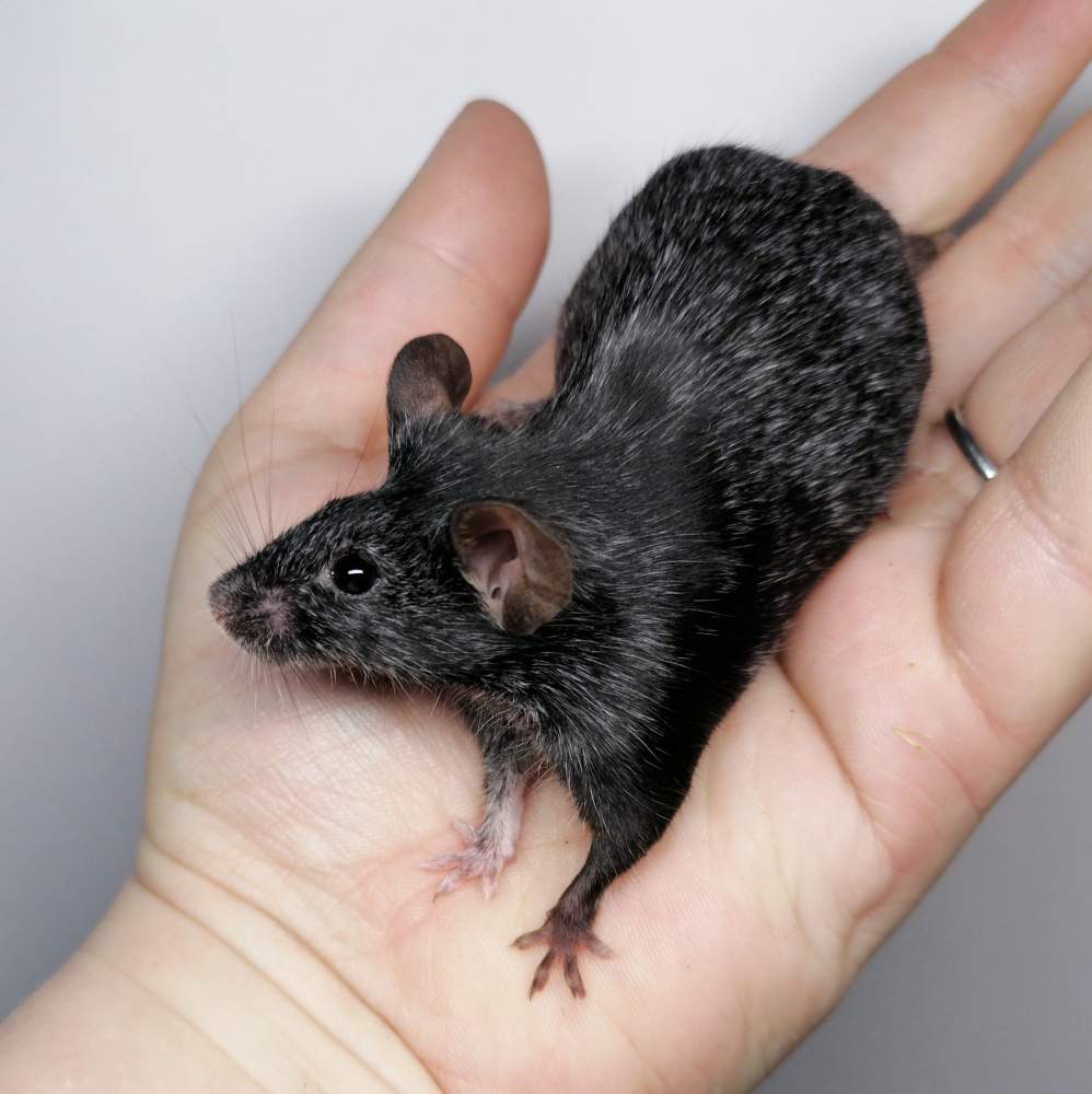 Fancy mouse Retired Mus musculus 