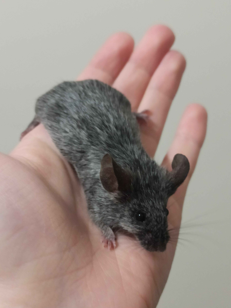 Fancy mouse Breeder Mus musculus 