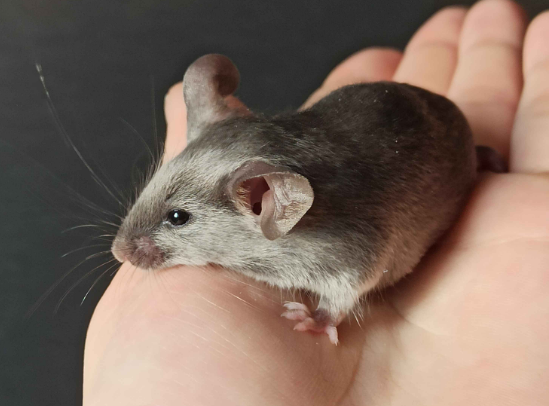 Fancy mouse Breeder Mus musculus 