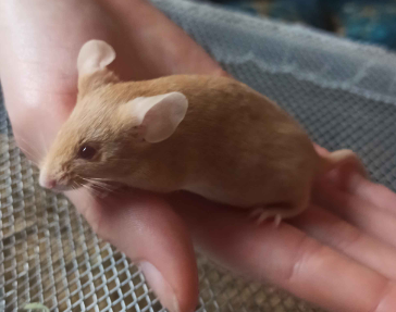Fancy mouse Breeder Mus musculus 