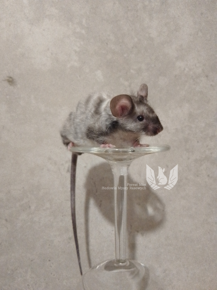 Fancy mouse Retired Mus musculus 