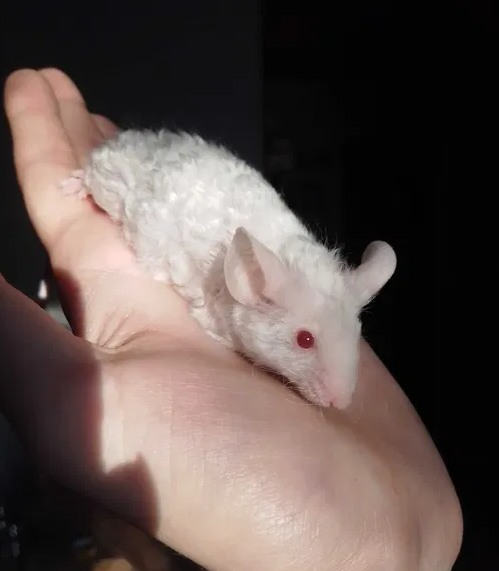 Fancy mouse Rehomed Mus musculus 