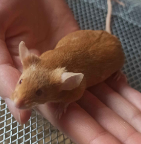 Fancy mouse Breeder Mus musculus 