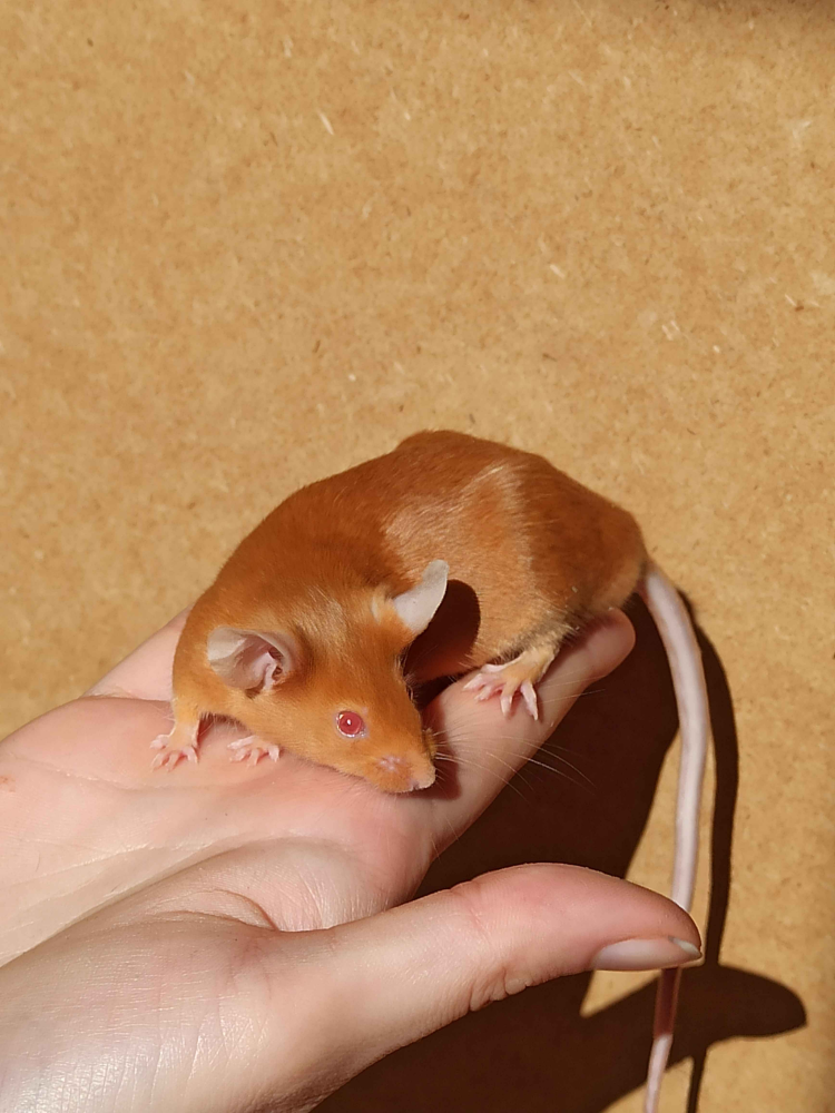 Fancy mouse Breeder Mus musculus 