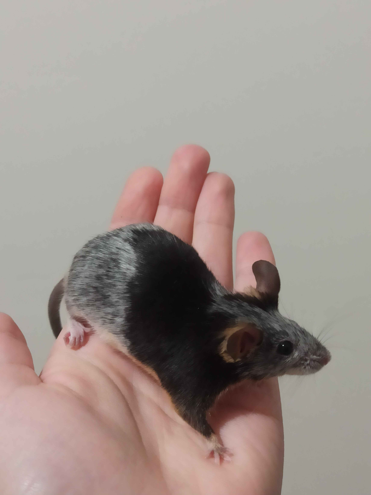 Fancy mouse Breeder Mus musculus 