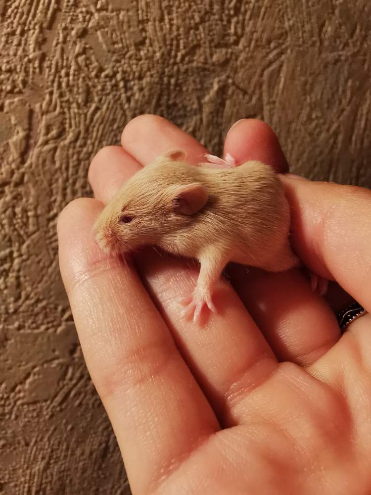 Fancy mouse Breeder Mus musculus 
