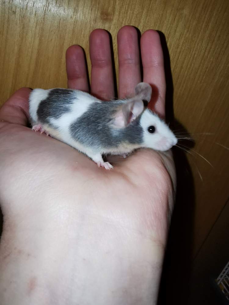 Fancy mouse Retired Mus musculus 