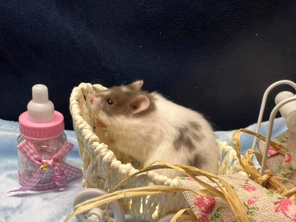 Golden hamster Breeder Mesocricetus auratus 