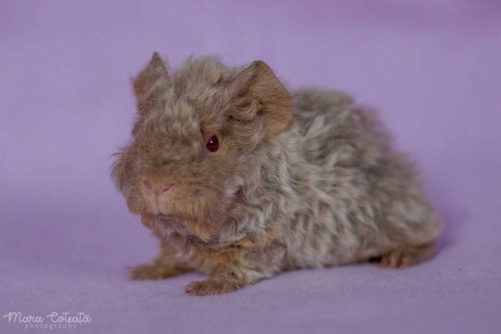 Mohair Owned by other Cavia porcellus 