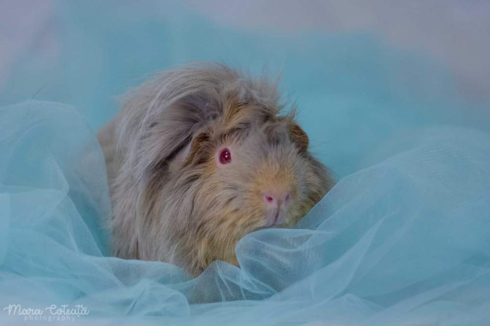 Angora guinea pig Retired Cavia porcellus 