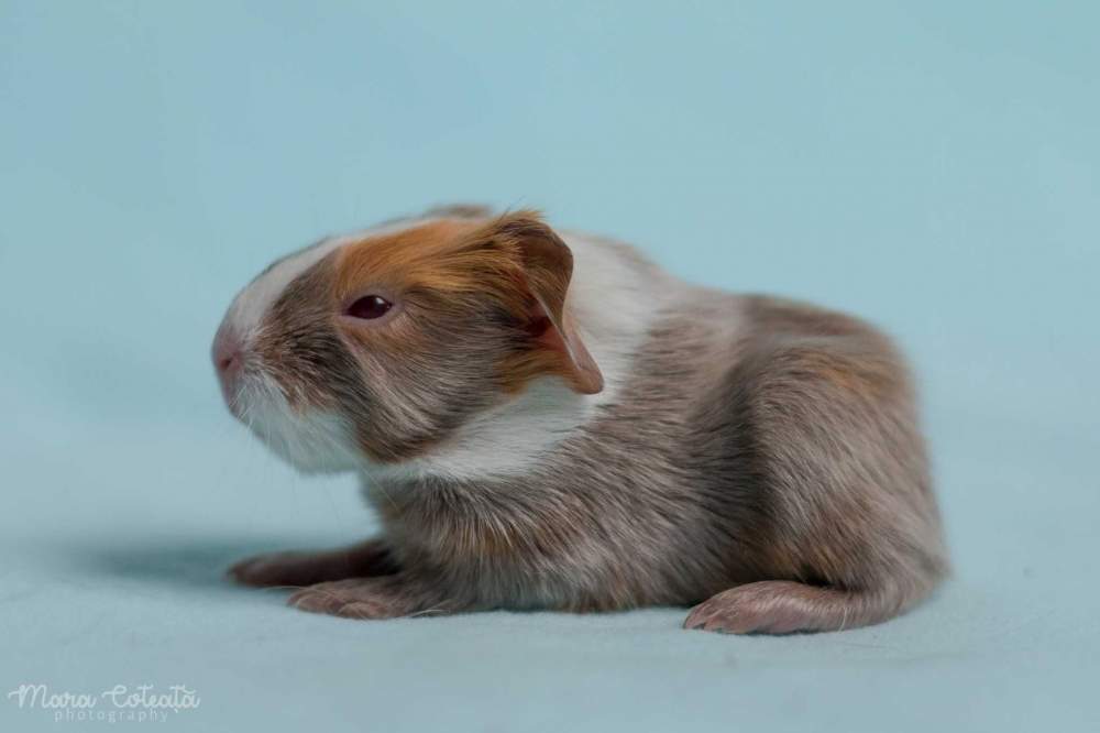 Sheltie guinea pig Owned by other Cavia porcellus 