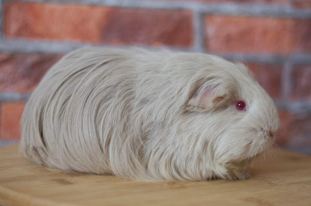 Sheltie guinea pig Breeder Cavia porcellus 