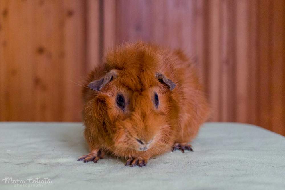 Abyssinian guinea pig Breeder Cavia porcellus 