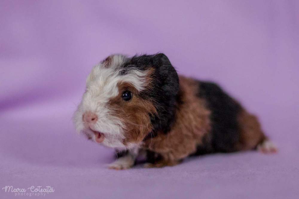 Merino guinea pig Owned by other Cavia porcellus 